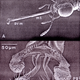 Illustration for article titled Amazing Anuses: Stenus Rove Beetles